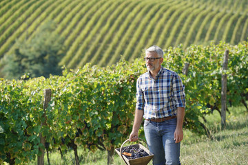 Winemaker walking in vineyard during harvest season