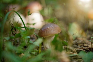 Closeup of cep mushroom