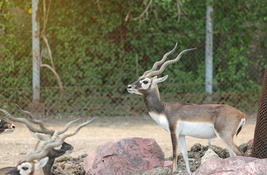 Blackbuck deer (Antilope cervicapra) in zoo.