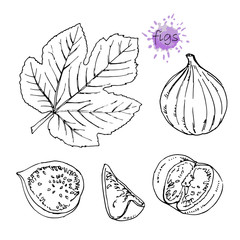 Hand-drawn illustration of Figs, vector