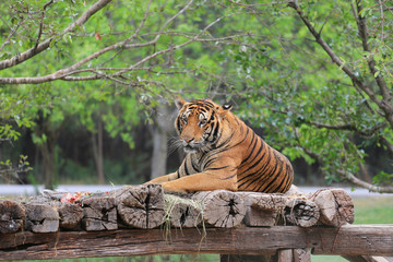Bengal Tiger on a wooden log.