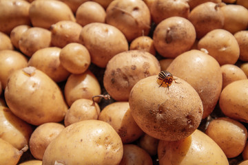Colorado beetle sits on the fresh young organic potatoe. Closeup, selective focus