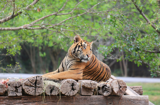 Bengal Tiger on a wooden log in zoo.