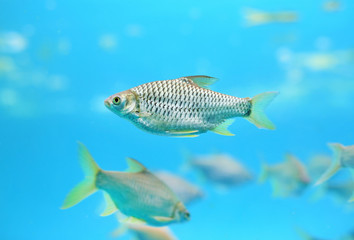 Java barb fish (Barbonymus gonionotus) swimming in aquarium.