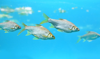 Group of Java barb fish (Barbonymus gonionotus) swimming in aquarium.