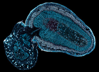 cuscuta stem and median - cross section cut under the microscope – microscopic view of plant...