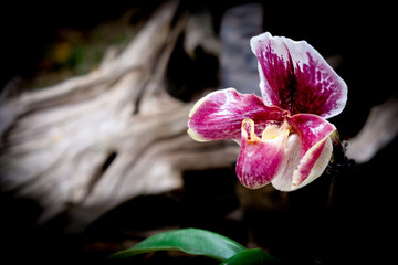 Beautiful orchid in the garden at Thailand