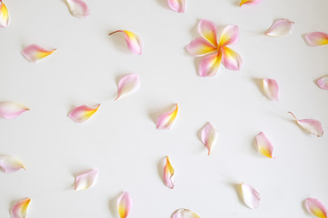 Flat lay top view Wallpaper pattern of plumeria flowers laying on white background.