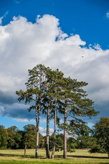 Obraz premium forest trail baddesley clinton stately home