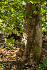 forest trail baddesley clinton stately home