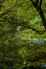 Fototapeta premium forest trail baddesley clinton stately home