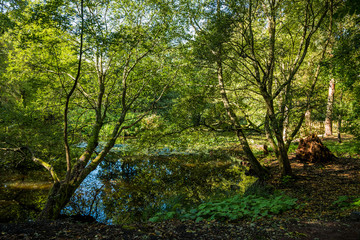 forest trail baddesley clinton stately home