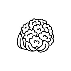 Сauliflower. Line vector icon. Isolated object