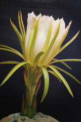 KAKTUS_0409_hylocereus_undatus