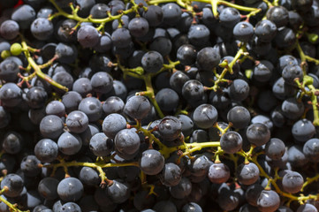 ripe grapes macro
