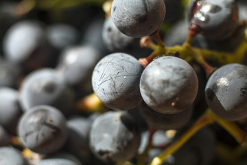 ripe grapes macro