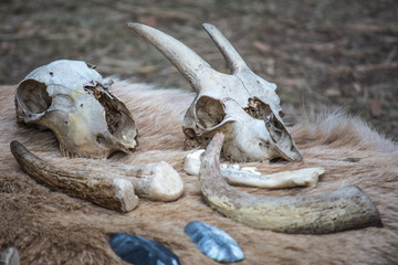 Scenery for Halloween - skulls and bones of animals. Scary and creepy decorations for All Saints Day