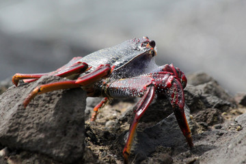 TIERE_4919_rote_Klippenkrabbe