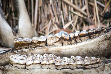 Scenery for Halloween - skulls and bones of animals. Scary and creepy decorations for All Saints Day