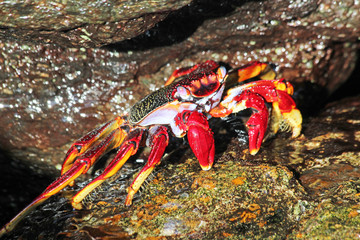 TIERE_5317_rote_Klippenkrabbe