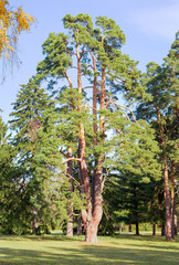 Old pine in the autumn park