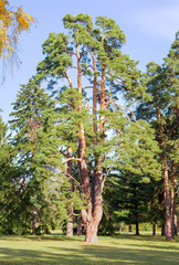 Fototapeta premium Old pine in the autumn park