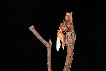 A cicada metamorphoses on a branch,