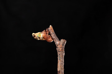 A cicada metamorphoses on a branch