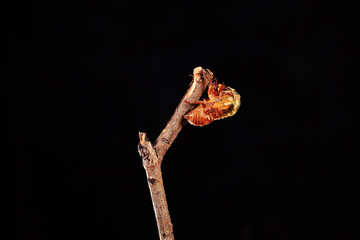 A cicada metamorphoses on a branch