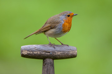 Robin perched on shovel