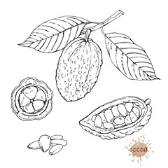 Hand-drawn illustration of Cocoa, vector