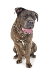 italian mastiff in studio
