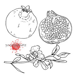 Hand-drawn illustration of Pomegranate, vector