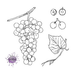 Hand-drawn illustration of Grapes, vector