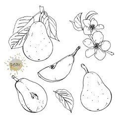 Hand-drawn illustration of Pear, vector