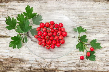 Fruits and twigs of the hawthorn on saucer and beside