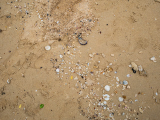 Broken shell on the sand,beach texture