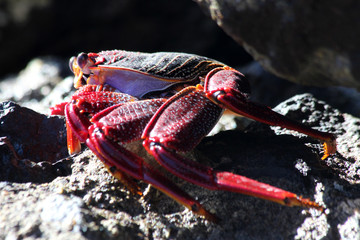 TIERE_6188_rote_Klippenkrabbe