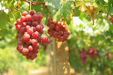 Ripe grapes in fall