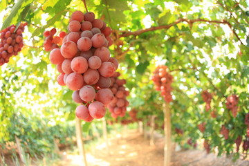 Vineyards at sunset in autumn harvest. Ripe grapes in fall