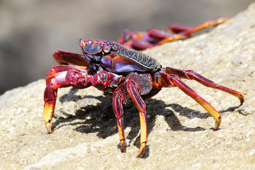 TIERE_6252_rote_Klippenkrabbe