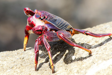 TIERE_6261_rote_Klippenkrabbe