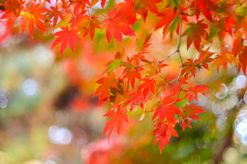 Red maple