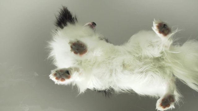 Papillon stands on glass and turns his head stock footage video