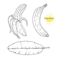 Hand-drawn illustration of Banana, vector