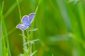 Butterfly pigeon on pod, summer. Meleageria daphnis