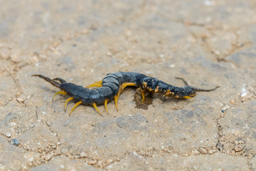 Common Desert Centipede or Scolopendra Polymorpha