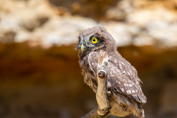 Little owl or Athene noctua on wooden branch
