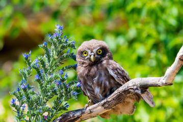 Little owl or Athene noctua on wooden branch with flowers