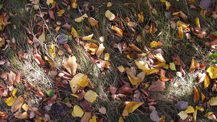 Yellow leaves on the grass.Autumn in the forest.